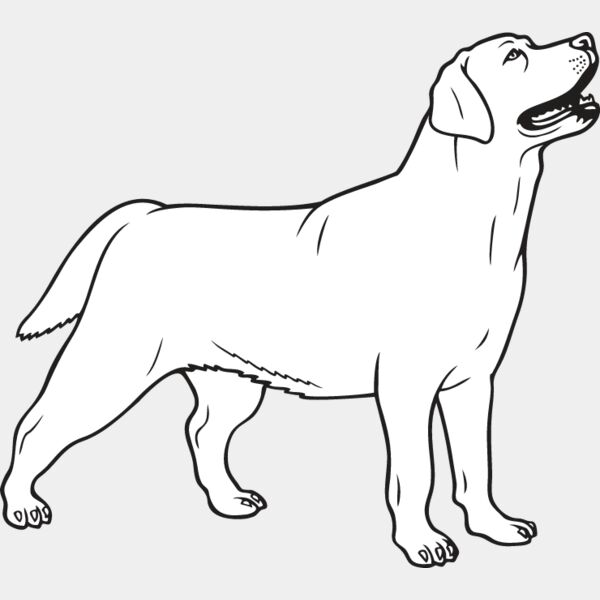Labrador Retriever3 Thumbnail