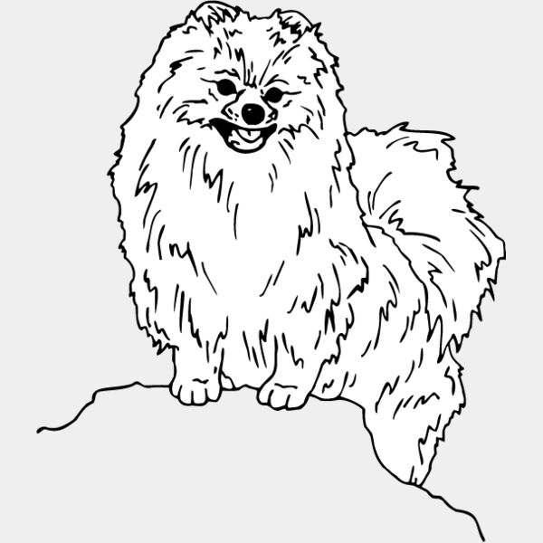 Pomeranian1 Thumbnail