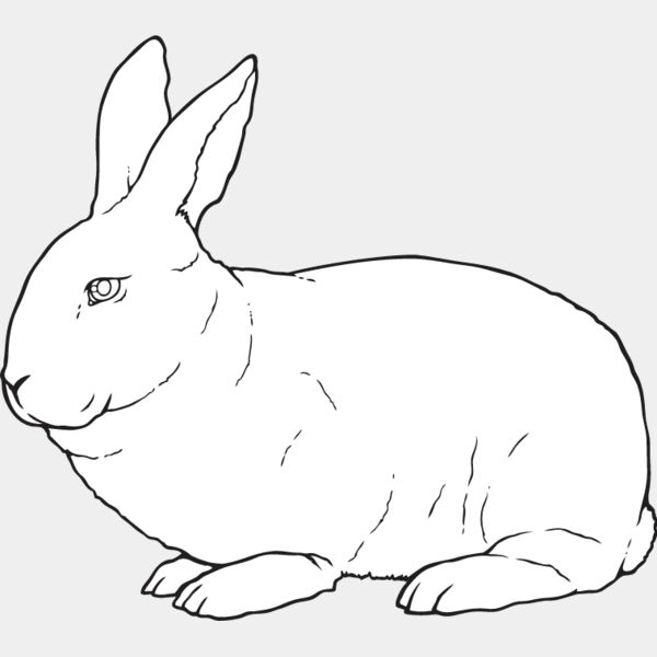 Rabbit3 Thumbnail