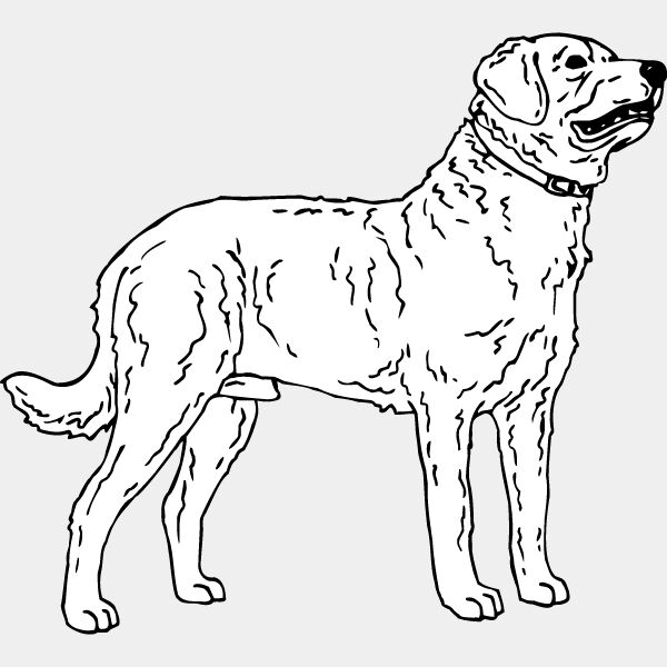 Chesapeake Bay Retriever1 Thumbnail