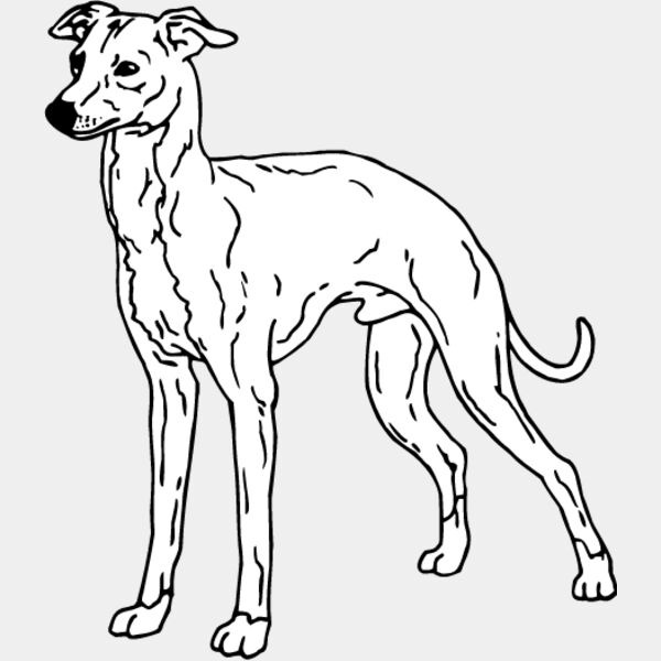 Cirneco of Etna Thumbnail