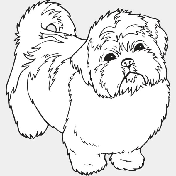 Shih Tzu Puppy Thumbnail