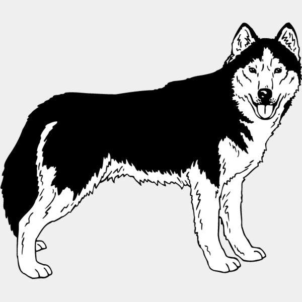 Siberian Husky1 Thumbnail