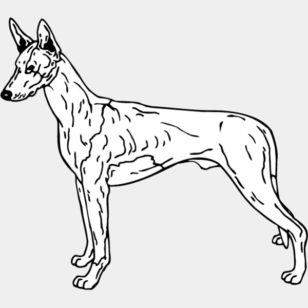 Ibizan Hound Thumbnail