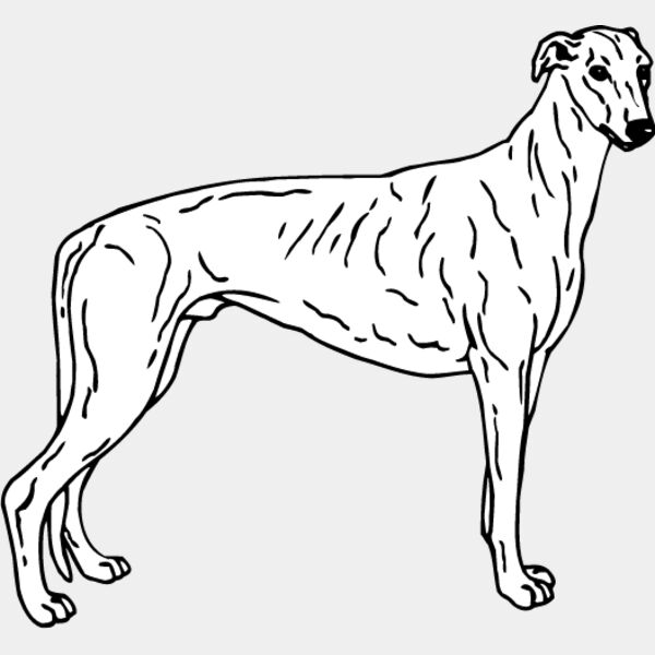 Greyhound1 Thumbnail