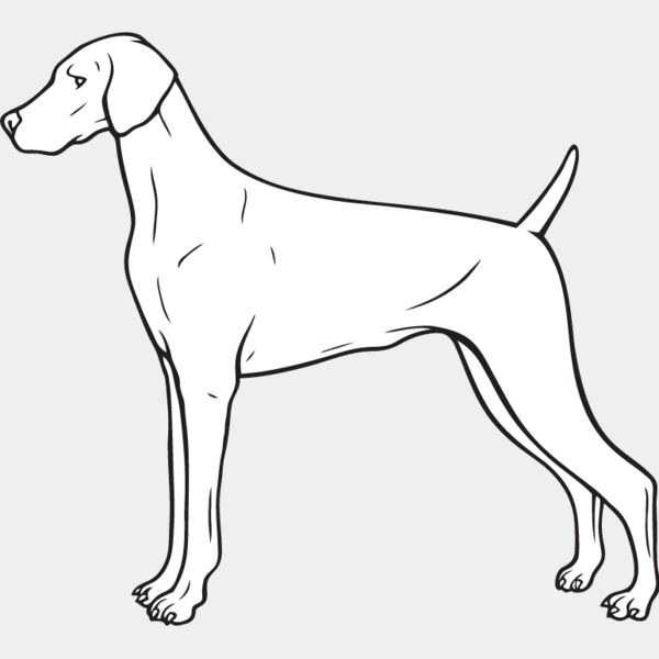 Weimaraner1 Thumbnail