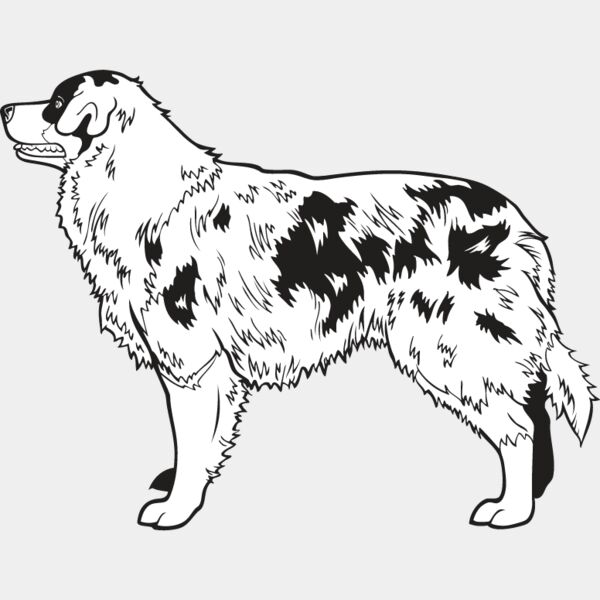 Australian Shepherd Thumbnail