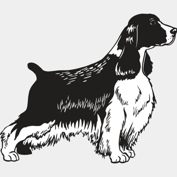 Springer Spaniel Thumbnail
