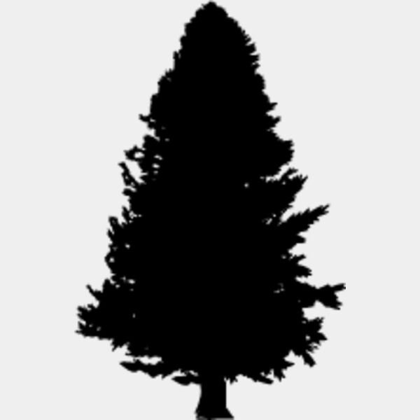 Pine Tree5 Thumbnail