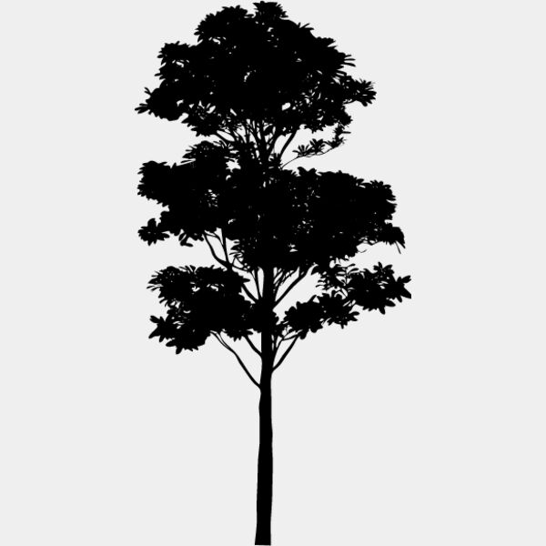 Young Tree7 Thumbnail