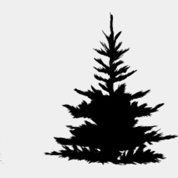Pine Tree6 Thumbnail