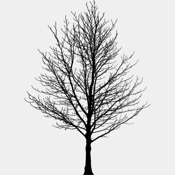 Bare Tree1 Thumbnail