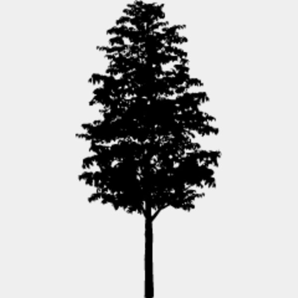 Young Tree5 Thumbnail