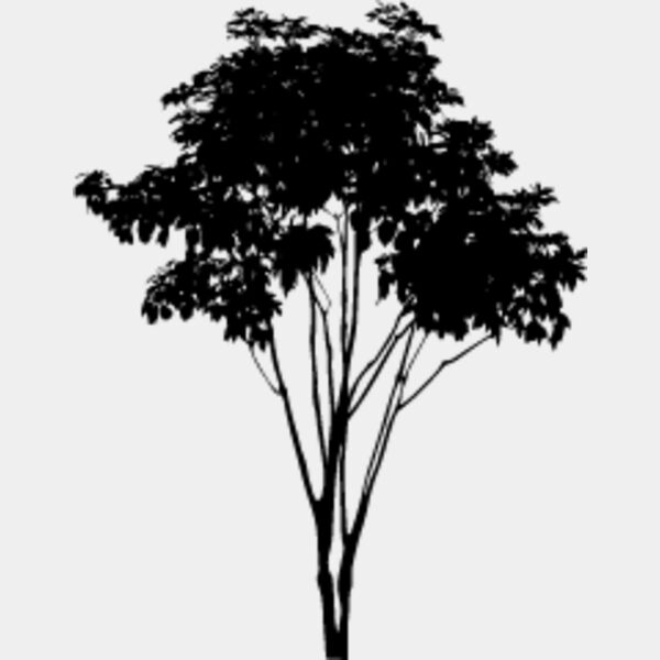 Young Tree Thumbnail