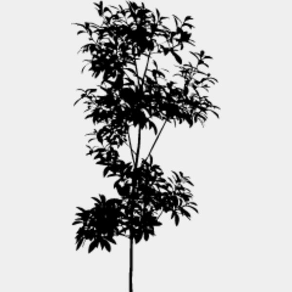 Young Tree3 Thumbnail