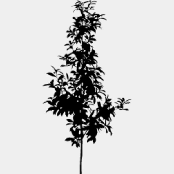 Young Tree6 Thumbnail